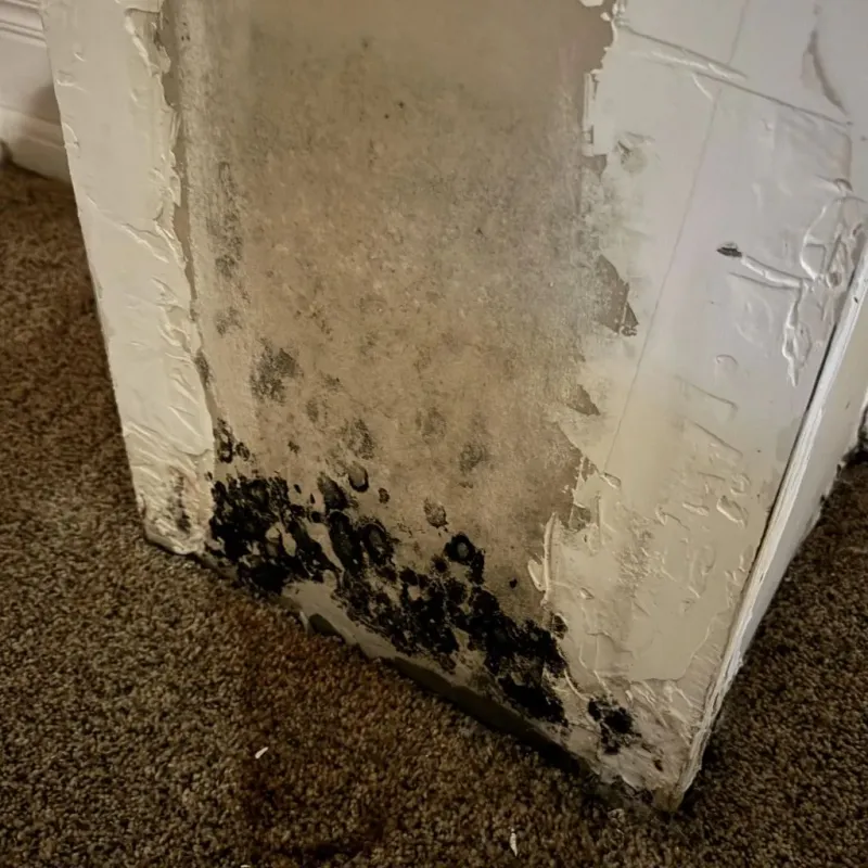 Professional Mold Removal in Granite Bay, CA